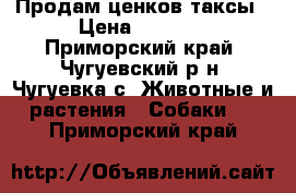 Продам ценков таксы › Цена ­ 1 000 - Приморский край, Чугуевский р-н, Чугуевка с. Животные и растения » Собаки   . Приморский край